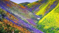 Hemos comenzado la primavera, la estación del año en la cual podemos ver todas las flores , la época de admirar las plantas, por ello vamos a comenzar a hablar […]