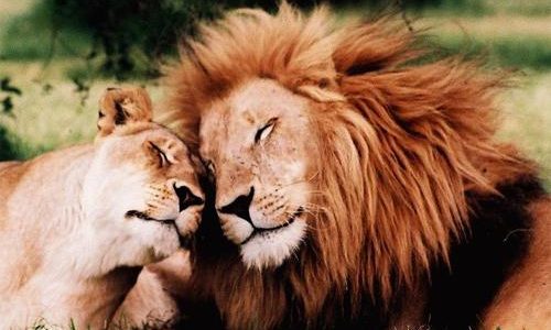 Cuando hablamos de amor por los animales, entendemos que se trata de una persona que le gusta disfrutarlos y respetarlos, pero parece que decir en Alemania que te gustan los […]